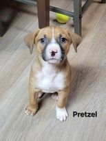 Pretzel, an adoptable Terrier & Labrador Retriever Mix in Watertown, WI_image-4