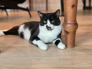 Cleo is shy and slow to warm but once he gets to know you he shows his playful and curious