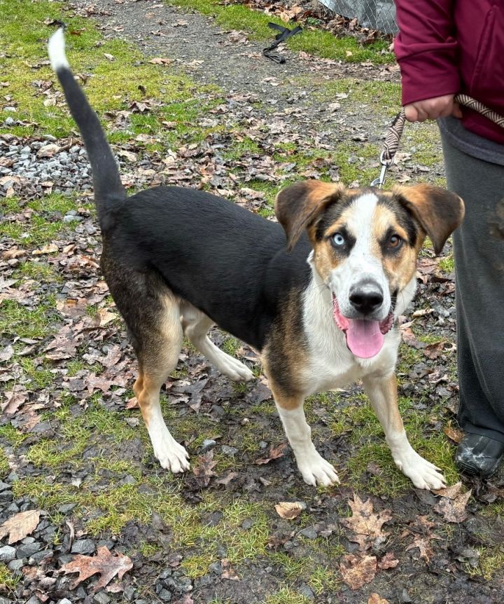 Husky walker cheap hound mix