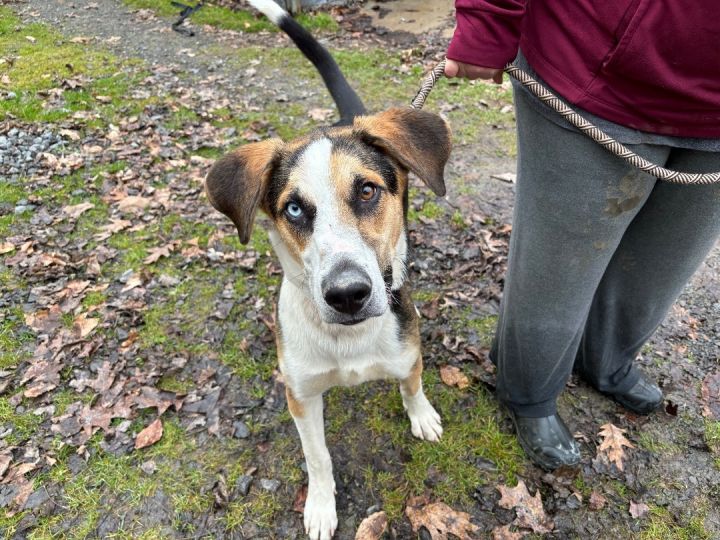 Husky walker 2024 hound mix