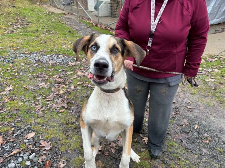 Husky walker hound store mix