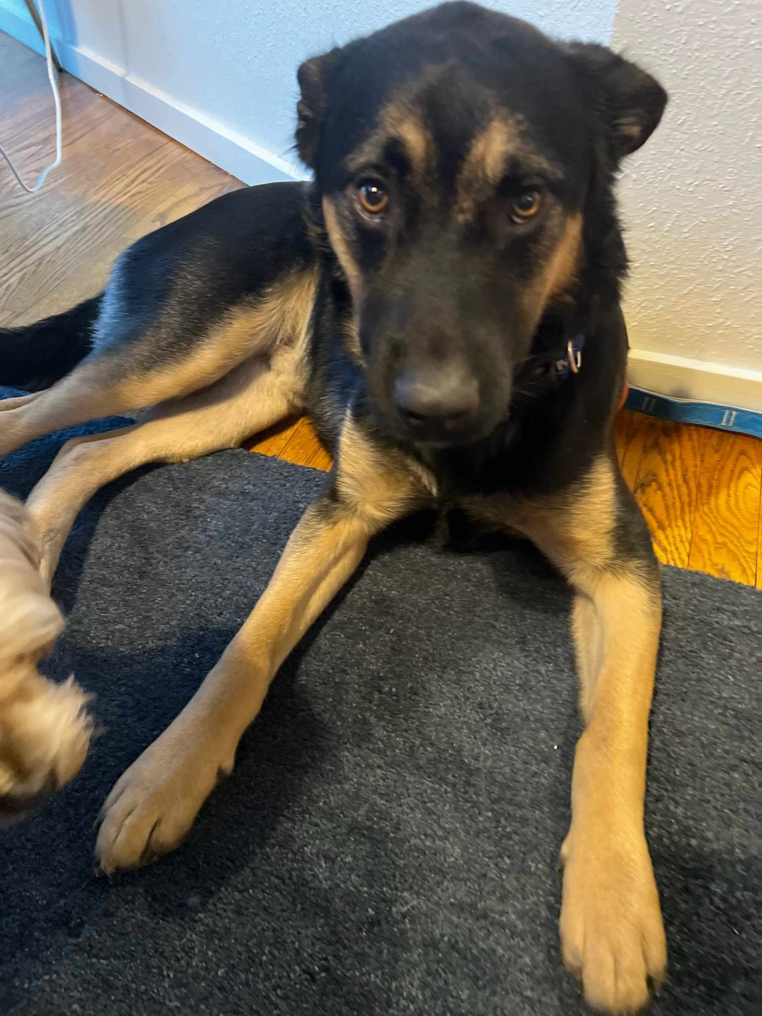 Dog for adoption - Bo, a German Shepherd Dog Mix in Puyallup, WA ...