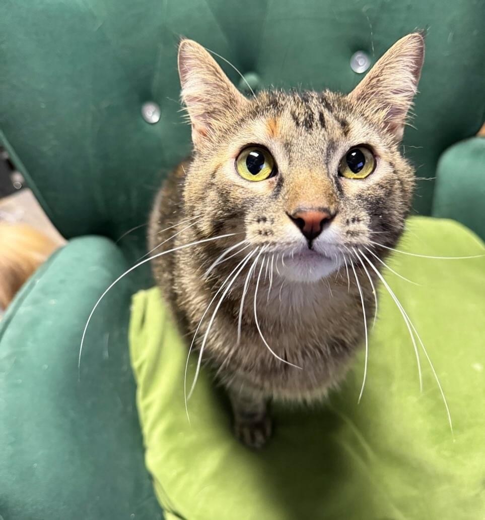 Dori, an adoptable Domestic Short Hair in Twin Falls, ID, 83301 | Photo Image 1