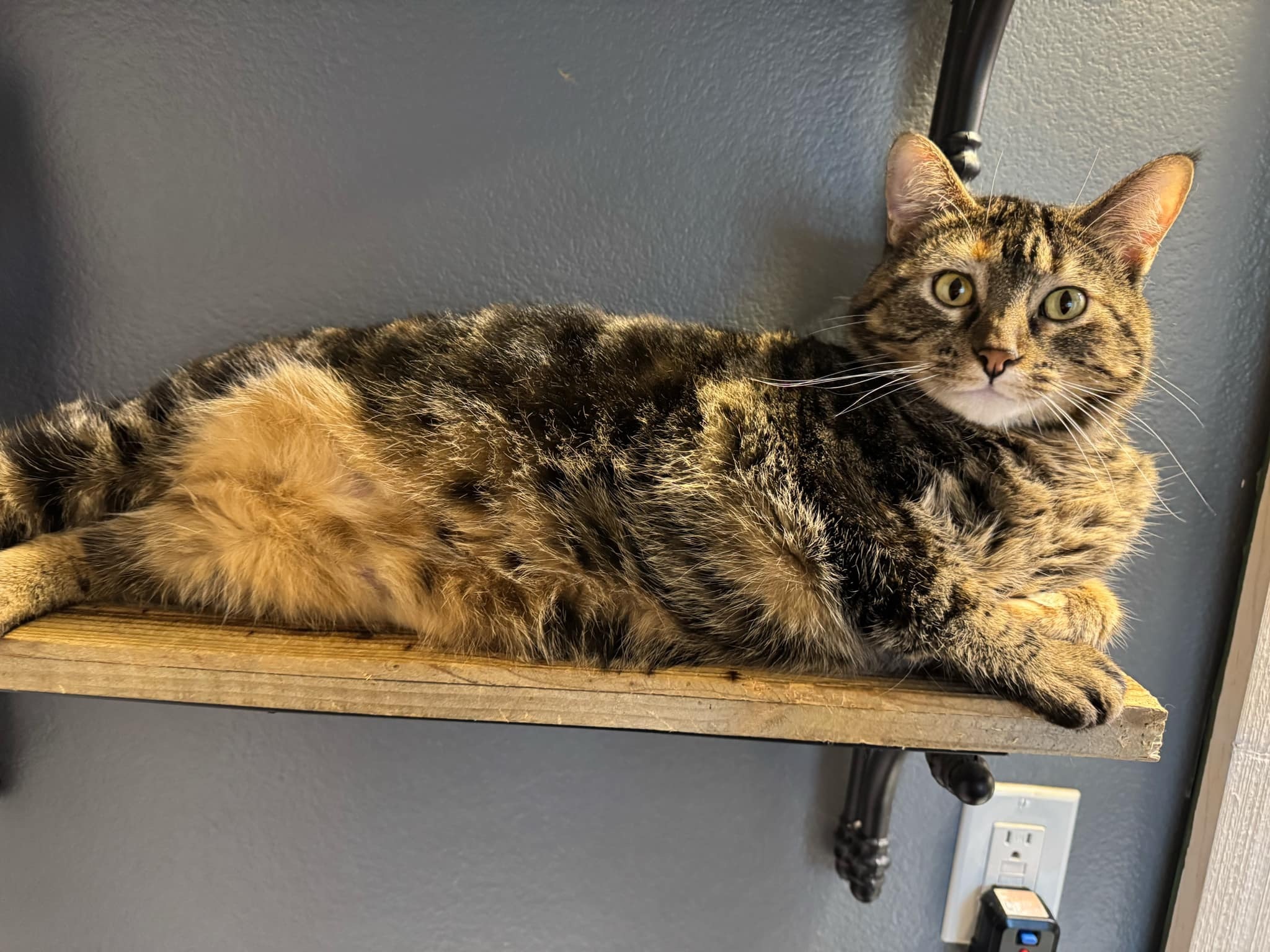 Dori, an adoptable Domestic Short Hair in Twin Falls, ID, 83301 | Photo Image 1