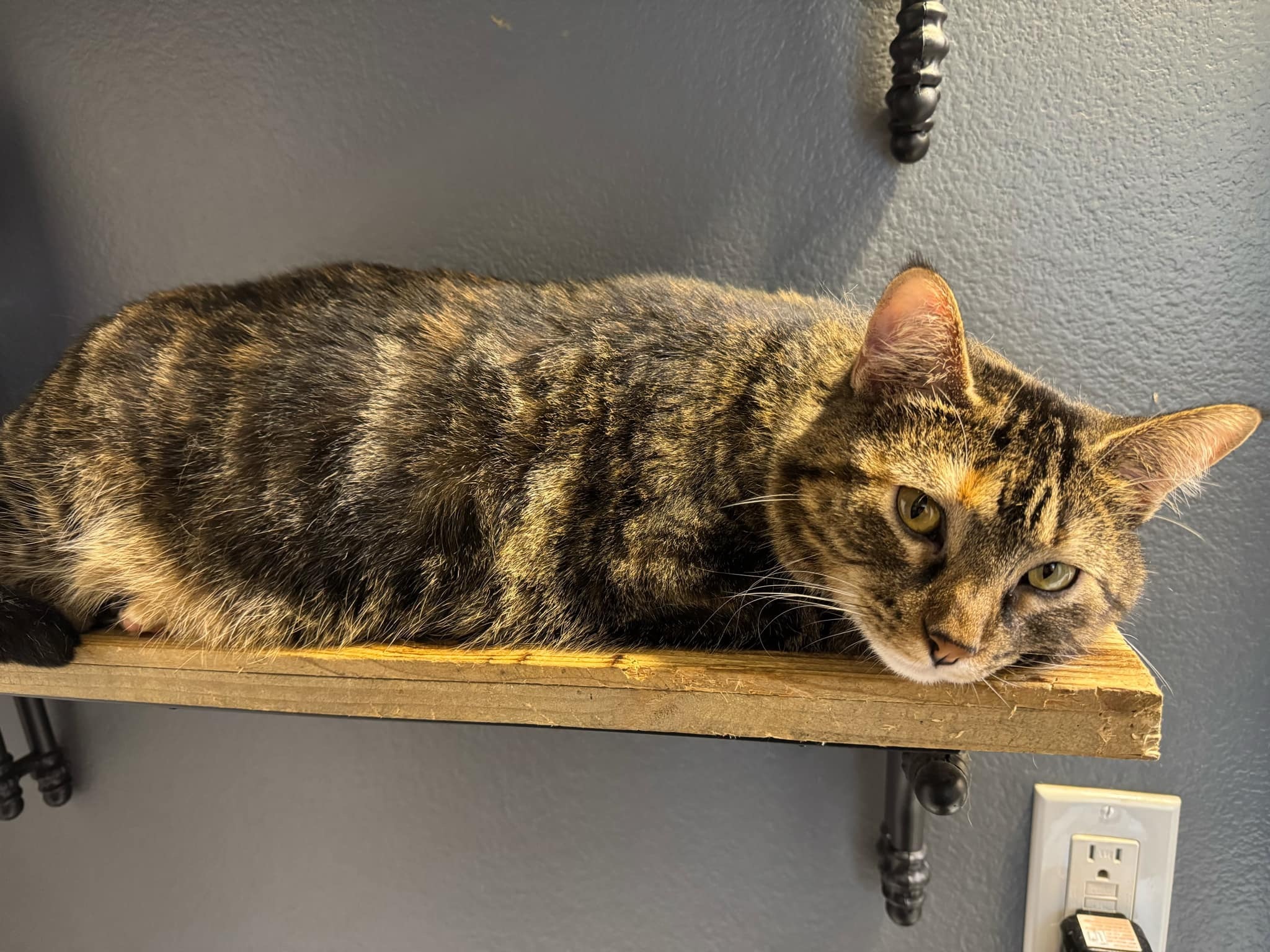 Dori, an adoptable Domestic Short Hair in Twin Falls, ID, 83301 | Photo Image 2