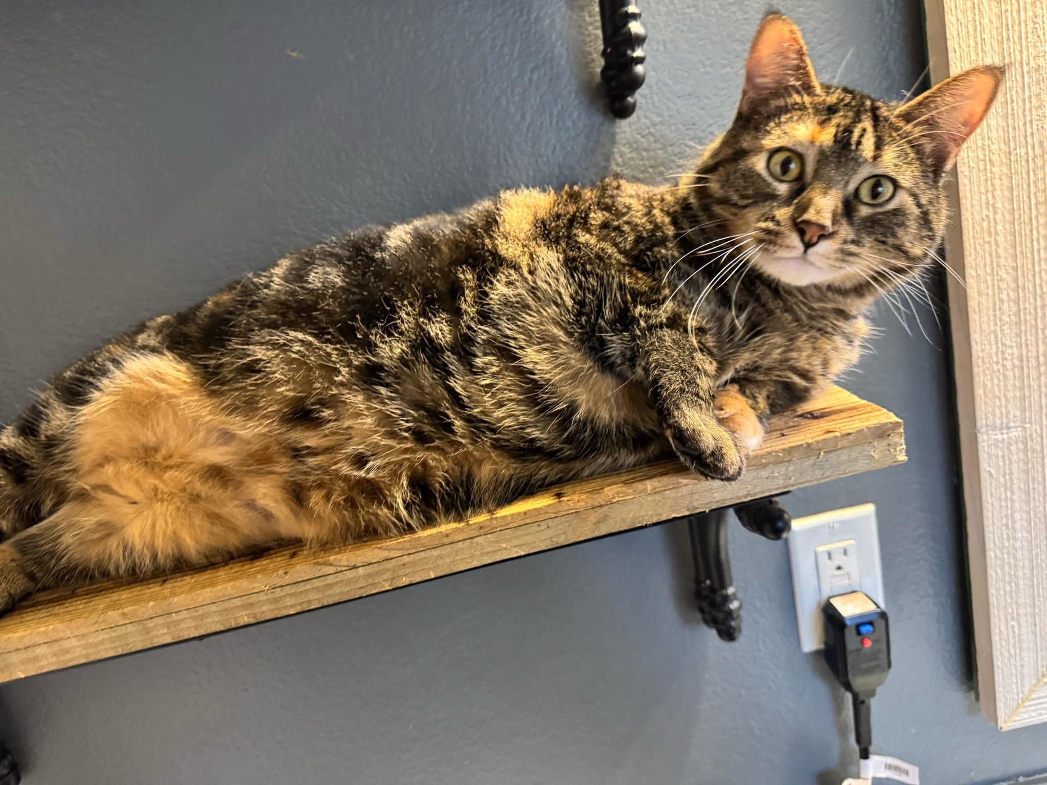 Dori, an adoptable Domestic Short Hair in Twin Falls, ID, 83301 | Photo Image 3