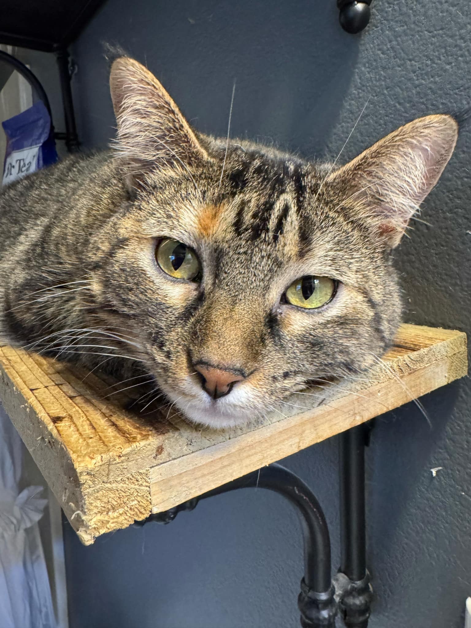 Dori, an adoptable Domestic Short Hair in Twin Falls, ID, 83301 | Photo Image 4