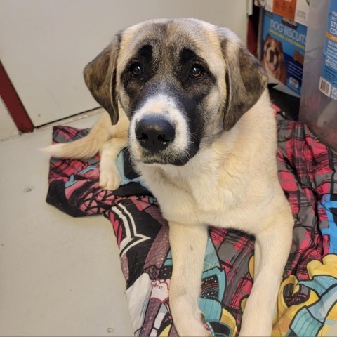 C50-7306, an adoptable Anatolian Shepherd in Grand Junction, CO, 81502 | Photo Image 1