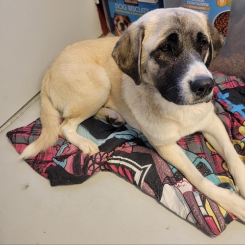 C50-7306, an adoptable Anatolian Shepherd in Grand Junction, CO, 81502 | Photo Image 2