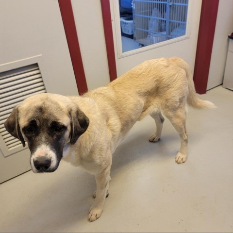 C50-7306, an adoptable Anatolian Shepherd in Grand Junction, CO, 81502 | Photo Image 3