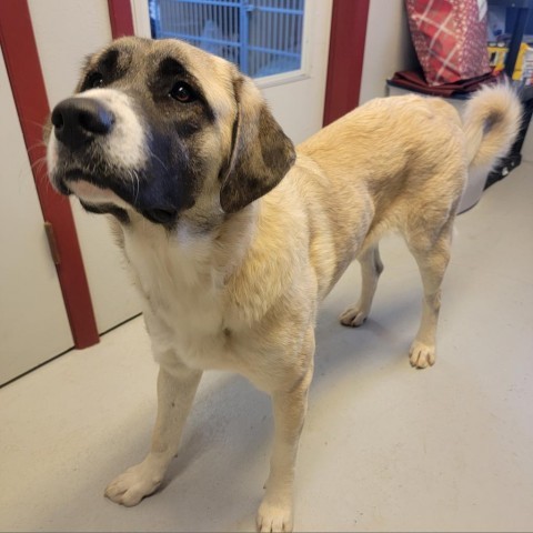 C50-7306, an adoptable Anatolian Shepherd in Grand Junction, CO, 81502 | Photo Image 4