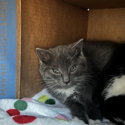 Janet, an adoptable Domestic Medium Hair in Grand Junction, CO, 81502 | Photo Image 1