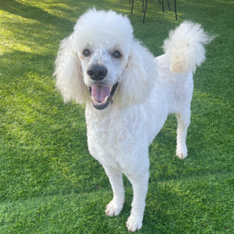 Petfinder best sale standard poodle