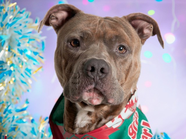 JERICHO -A056853, an adoptable Pit Bull Terrier in San Andreas, CA, 95249 | Photo Image 1