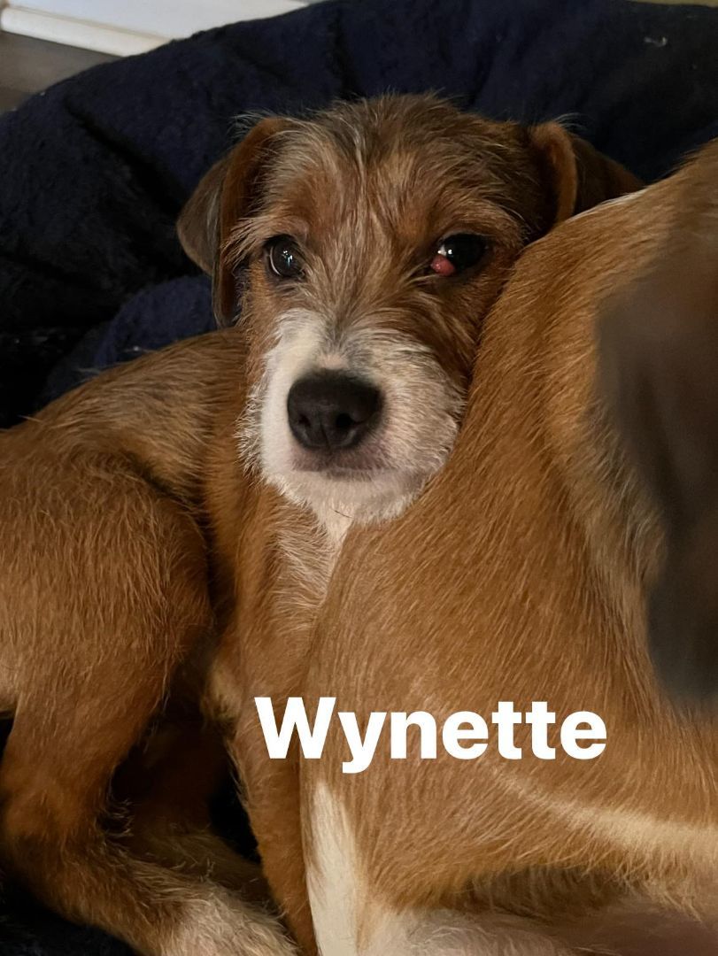 Wynette