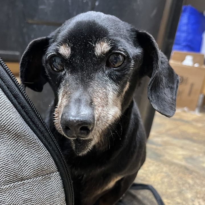 Dachshund - NYC Breeders