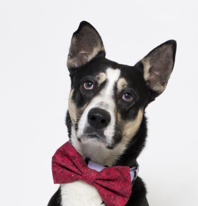 KILO, an adoptable Australian Kelpie, Rottweiler in Santa Maria, CA, 93455 | Photo Image 1