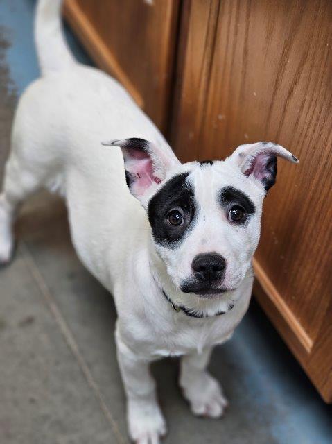 Paige, an adoptable Australian Cattle Dog / Blue Heeler, Mixed Breed in Pagosa Springs, CO, 81147 | Photo Image 1