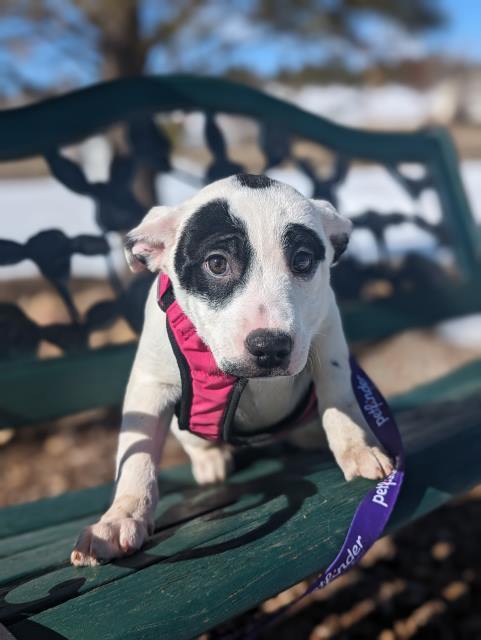 Paige, an adoptable Australian Cattle Dog / Blue Heeler, Mixed Breed in Pagosa Springs, CO, 81147 | Photo Image 2