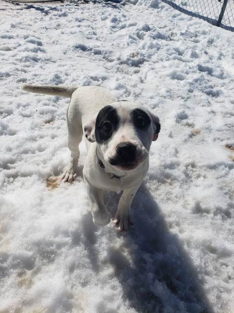 Paige, an adoptable Australian Cattle Dog / Blue Heeler, Mixed Breed in Pagosa Springs, CO, 81147 | Photo Image 3