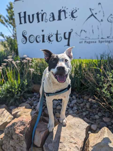 Yuma, an adoptable Australian Cattle Dog / Blue Heeler, Terrier in Pagosa Springs, CO, 81147 | Photo Image 1