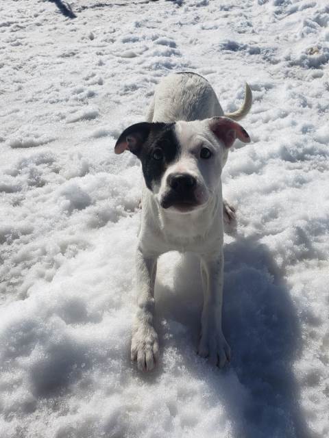 Yuma, an adoptable Australian Cattle Dog / Blue Heeler, Terrier in Pagosa Springs, CO, 81147 | Photo Image 2