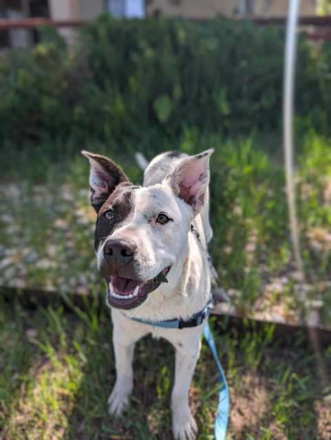 Yuma, an adoptable Australian Cattle Dog / Blue Heeler, Terrier in Pagosa Springs, CO, 81147 | Photo Image 5