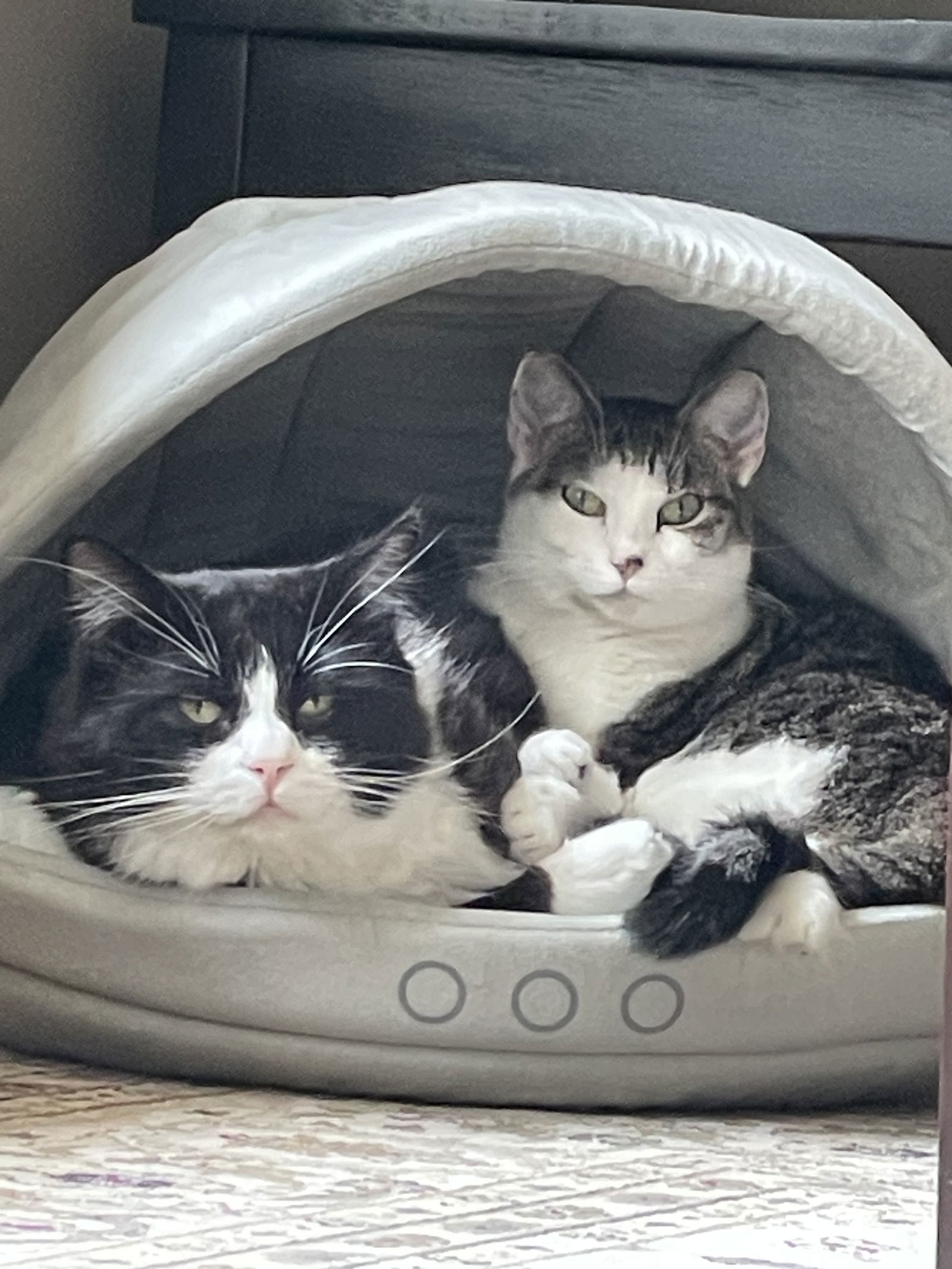 Louie, an adoptable Domestic Long Hair in Kansas City, MO, 64114 | Photo Image 1