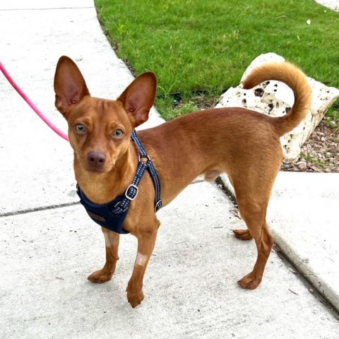 Miniature pinscher best sale chihuahua mix