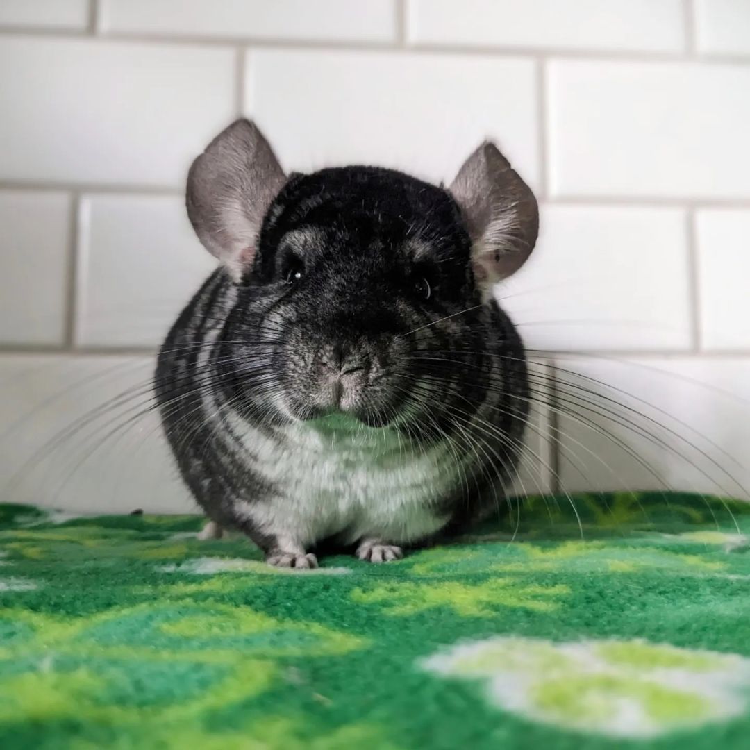 Petfinder chinchilla hot sale