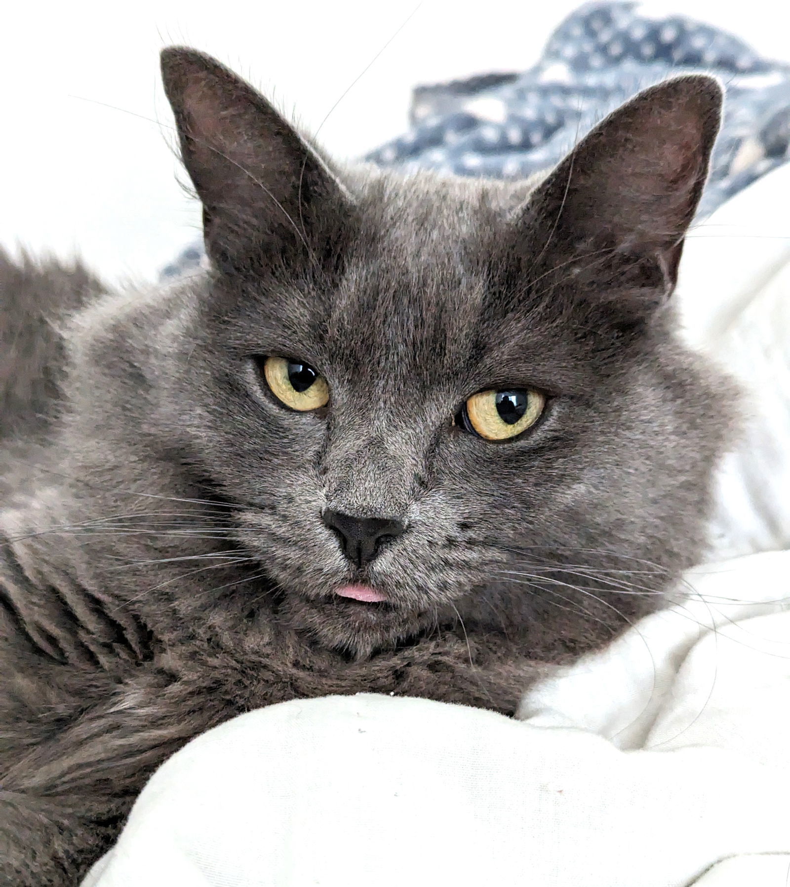 Stormy (Bonded with Hazel), an adoptable Domestic Short Hair, Russian Blue in Vacaville, CA, 95696 | Photo Image 1