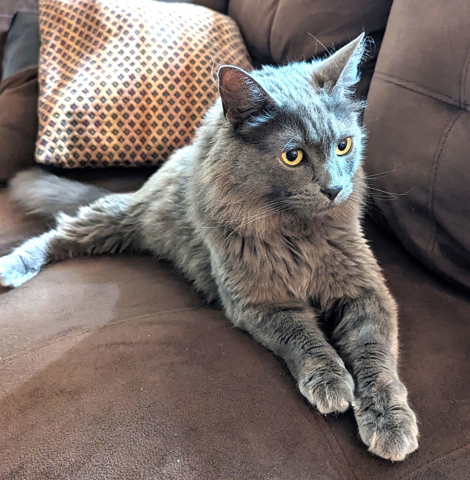 Stormy (Bonded with Hazel), an adoptable Domestic Short Hair, Russian Blue in Vacaville, CA, 95696 | Photo Image 2
