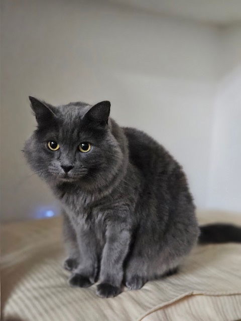 Stormy (Bonded with Hazel), an adoptable Domestic Short Hair, Russian Blue in Vacaville, CA, 95696 | Photo Image 3