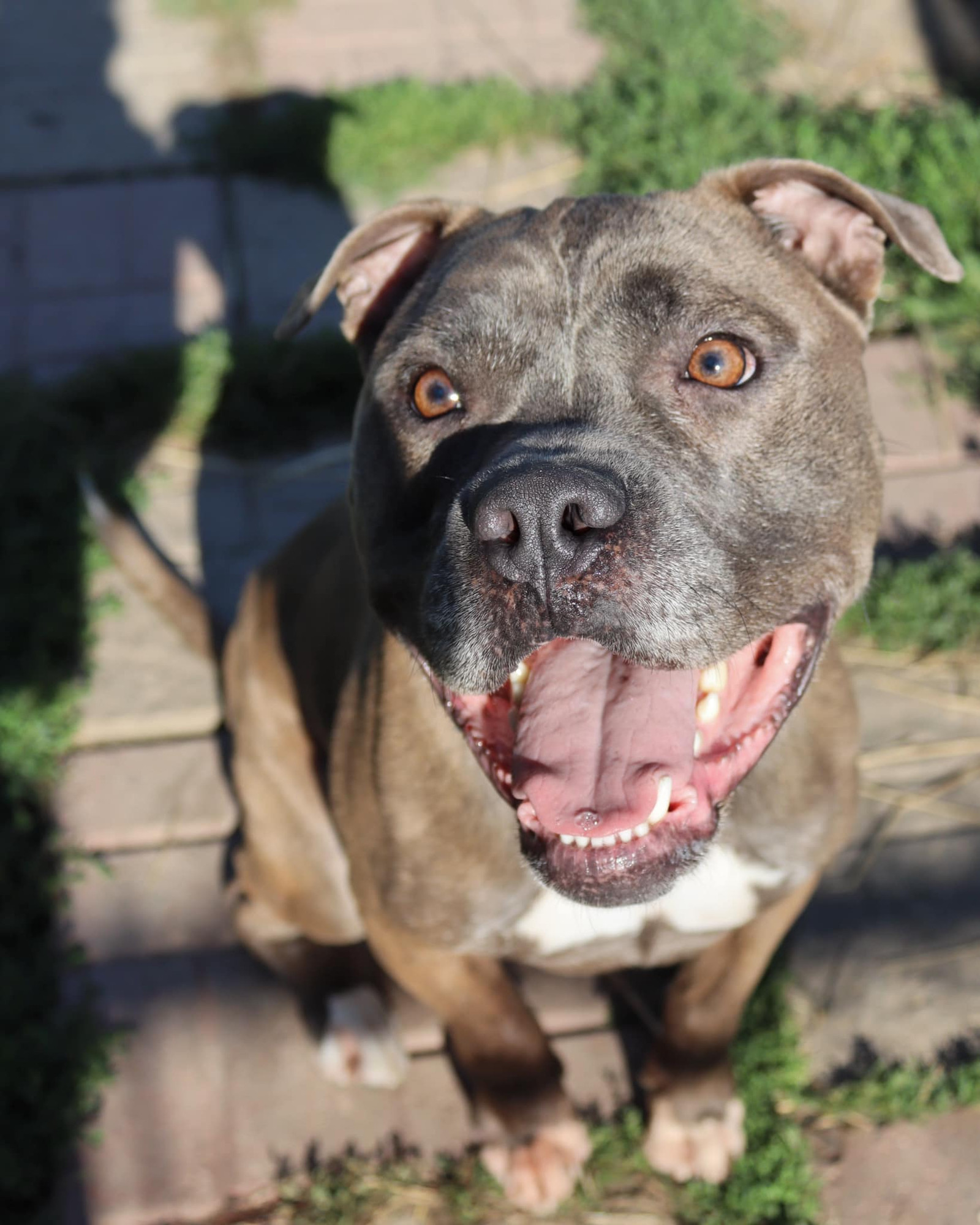Smokey (sponsored fee), an adoptable Pit Bull Terrier in Austin, MN, 55912 | Photo Image 1