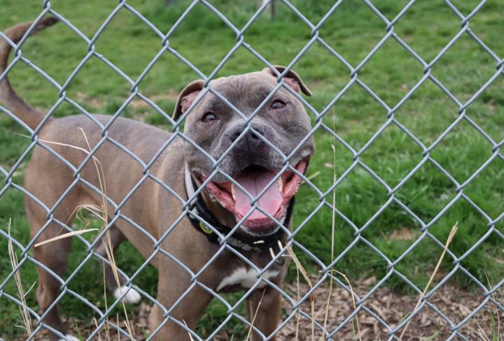 Dog for adoption Smokey a Pit Bull Terrier Mix in Austin MN