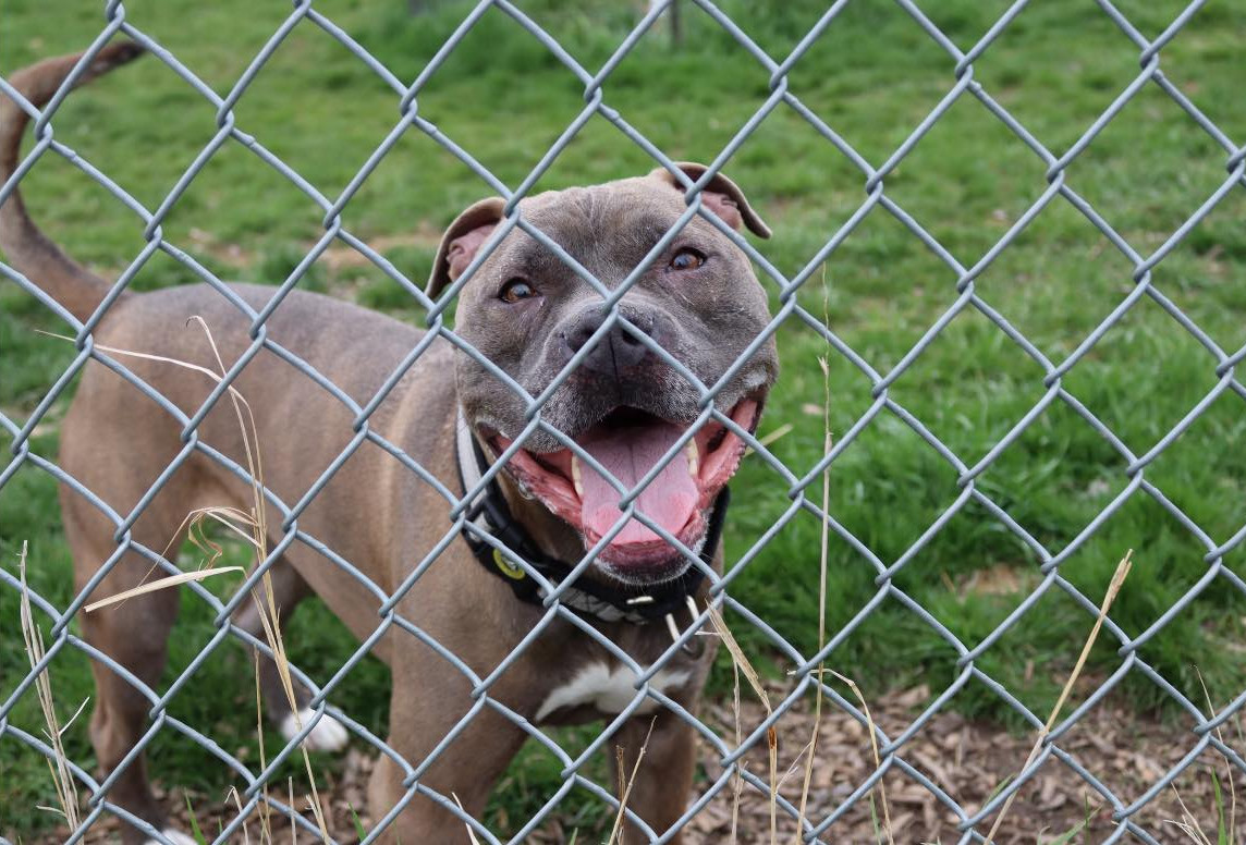 Smokey (sponsored fee), an adoptable Pit Bull Terrier in Austin, MN, 55912 | Photo Image 2