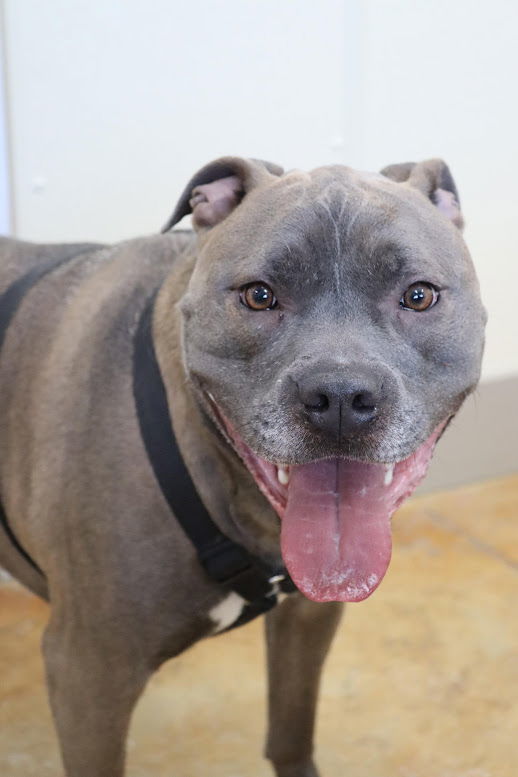 Smokey (sponsored fee), an adoptable Pit Bull Terrier in Austin, MN, 55912 | Photo Image 3