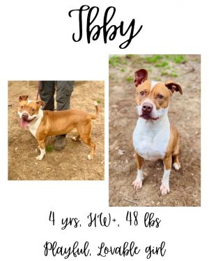Ibby, Adult Female unknown