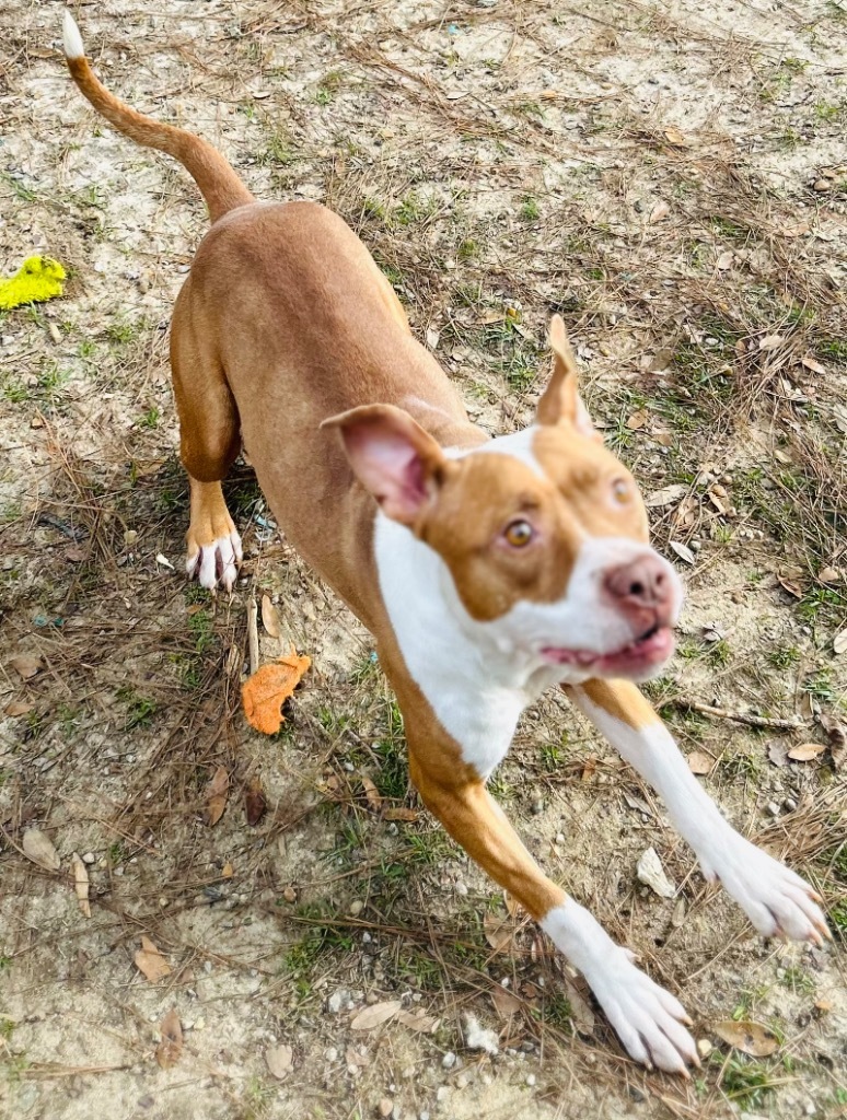 Ibby, an adoptable Mixed Breed in Albany, GA, 31706 | Photo Image 2