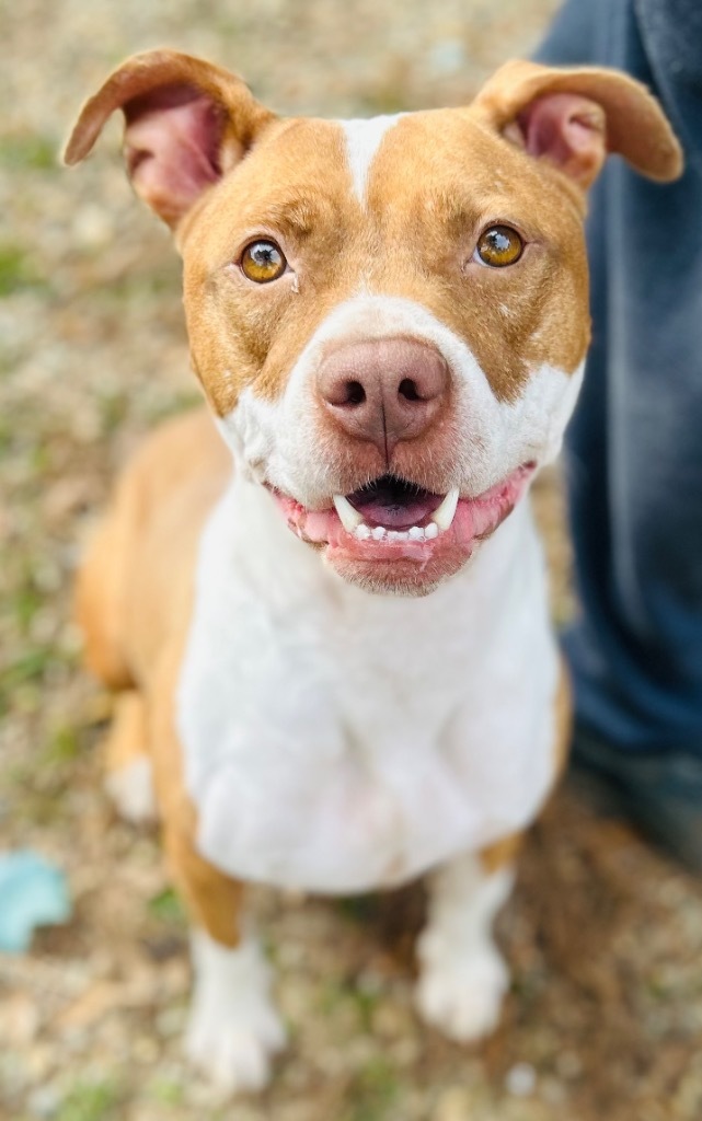 Ibby, an adoptable Mixed Breed in Albany, GA, 31706 | Photo Image 3