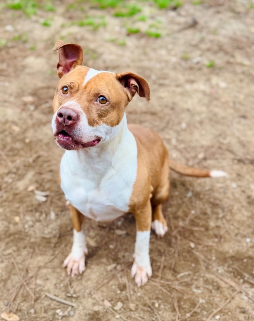 Ibby, an adoptable Mixed Breed in Albany, GA, 31706 | Photo Image 5