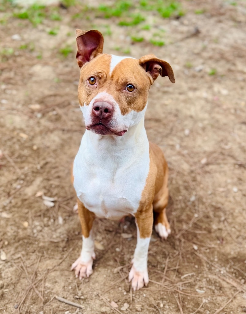 Ibby, an adoptable Mixed Breed in Albany, GA, 31706 | Photo Image 6
