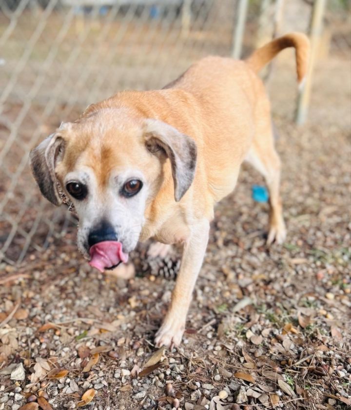 Dog for adoption Tuffy a Beagle Mix in Albany GA Petfinder