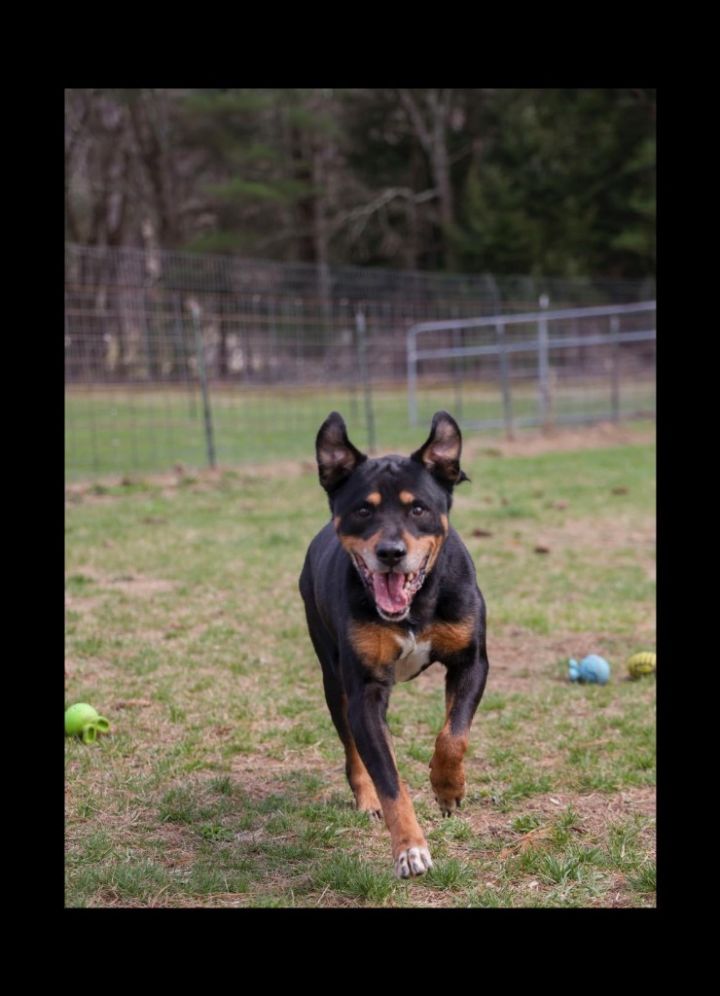 Diesel rottweiler best sale