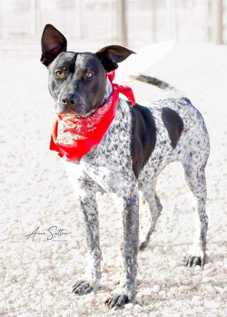 Maverick, an adoptable German Shorthaired Pointer in Hot Springs, SD, 57747 | Photo Image 1