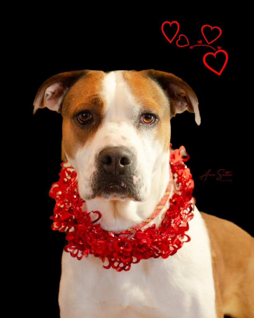 Rosy (Averi), an adoptable Boxer in Hot Springs, SD, 57747 | Photo Image 1