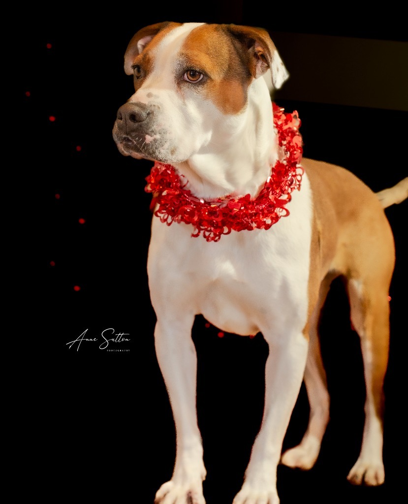 Rosy (Averi), an adoptable Boxer in Hot Springs, SD, 57747 | Photo Image 3