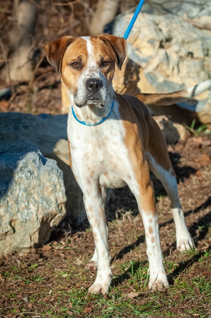 Abel, an adoptable Hound in Johnson City, TN, 37604 | Photo Image 1