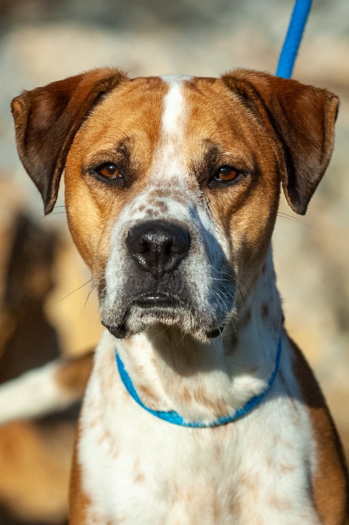 Abel, an adoptable Hound in Johnson City, TN, 37604 | Photo Image 2