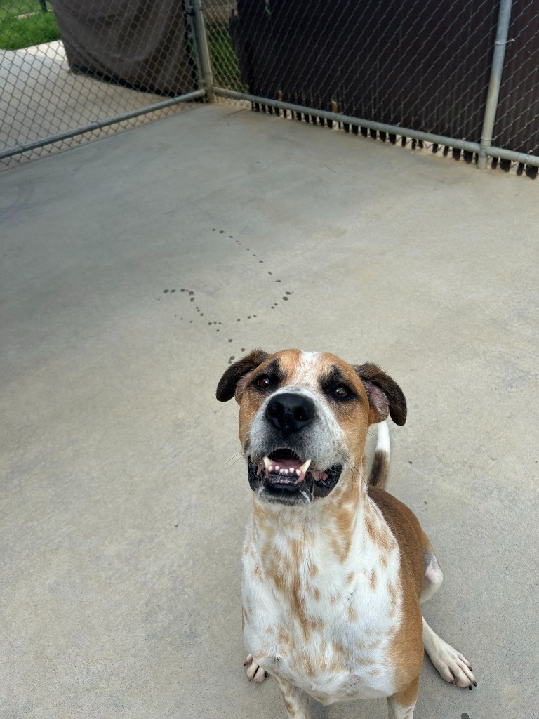 Abel, an adoptable Hound in Johnson City, TN, 37604 | Photo Image 3
